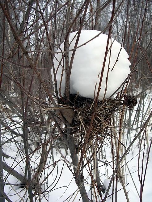 Снежное гнездо.