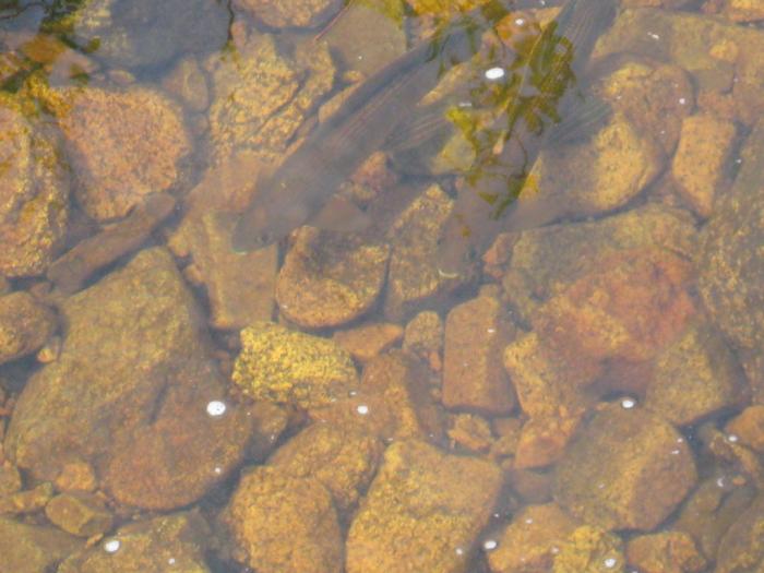 Чукотские хариусы в прозрачной воде. Фото соратника по работе