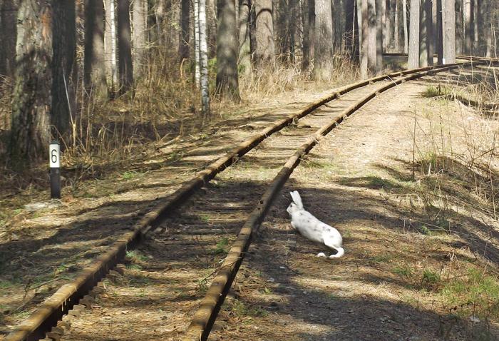 Уж очень стремительная нынче весна - зайцы не успели переодеться. Это на детской железной дороге в Заельцовском парке.