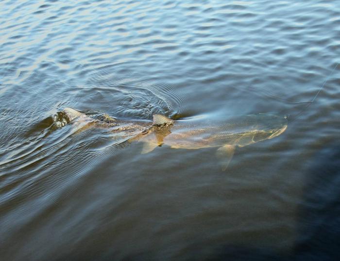 Таймешонок на воблер. Сахалин 2010, река Пурш-Пурш. Отпущен после фото сессии...