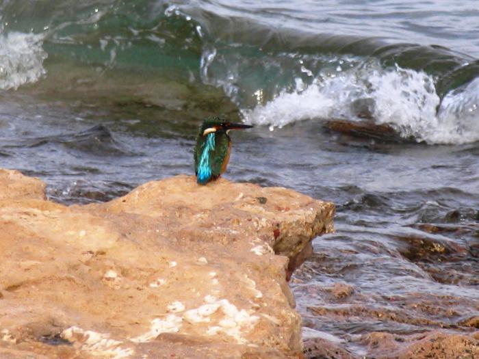 Сибирский зимородок на Красном море