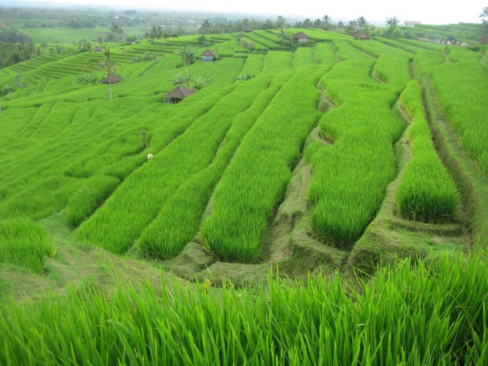 рисовые поля Бали
