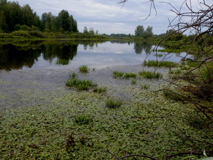 Озеро по пути к Оби, Алтайский край