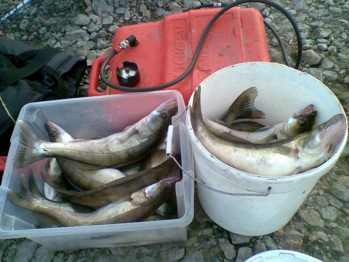 Рыба есть .......06.08.2011