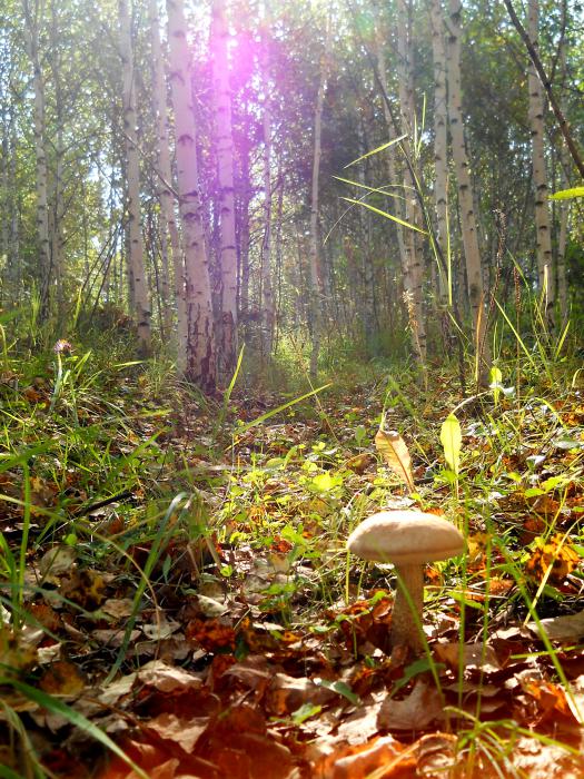 в околках в жаркий день