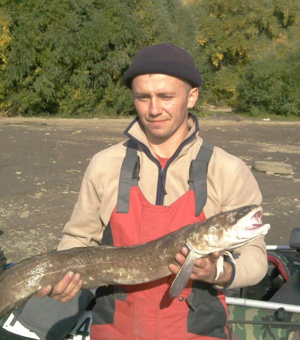 Купить Налим В Г Ижевске