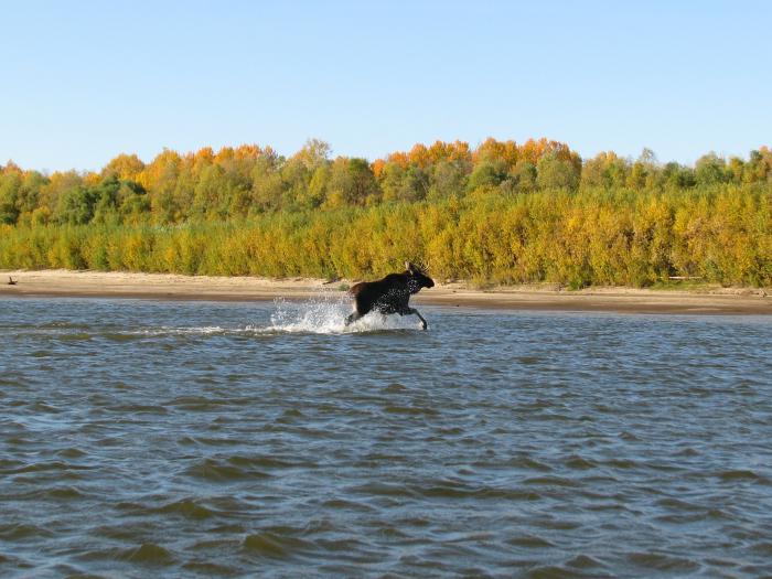 Переплывающий через реку лось