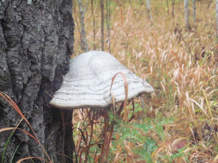Про грибы: грибы бывают на дереве.
