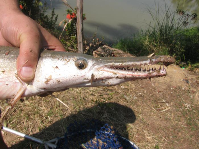 рыба крокодил с амазонки