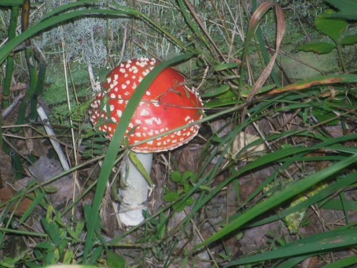 Про грибы: грибы бывают не съедобные.