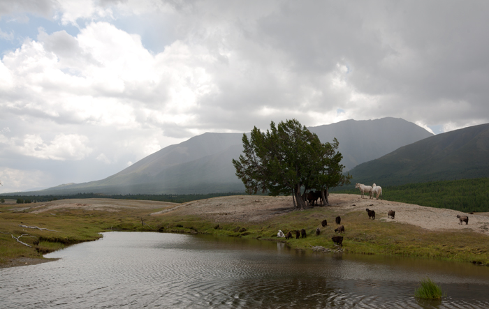 Монголия-2011, разное