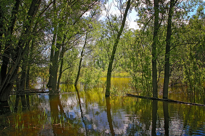 Большая вода. Нижний Сузун