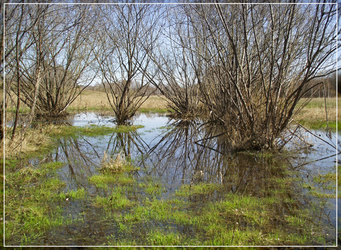 Первая трава.