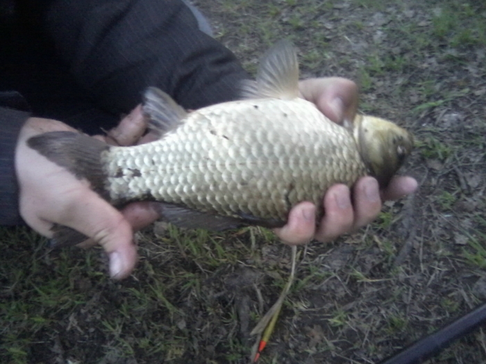 Карасик...пруд Раздольном 20.05.2012