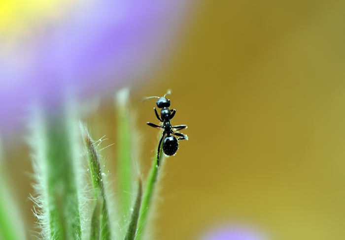 Одинокий муравей.