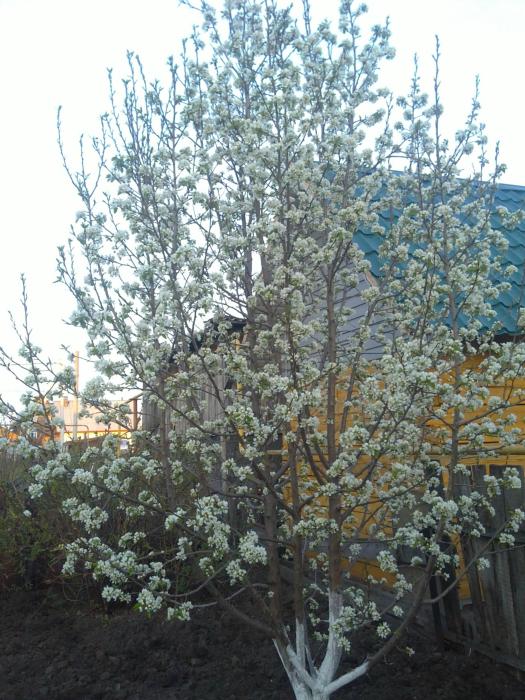 Сибирская груша в цвете