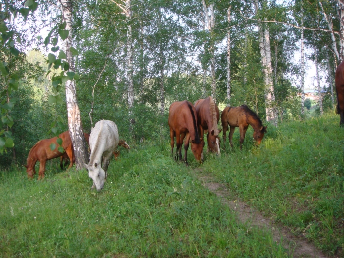 Лошадки