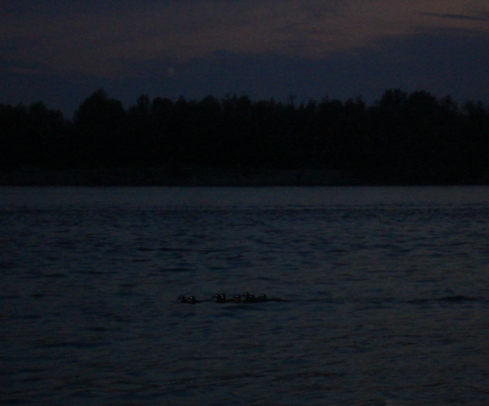 Ночные судаки вышли на охоту за рыбаками.