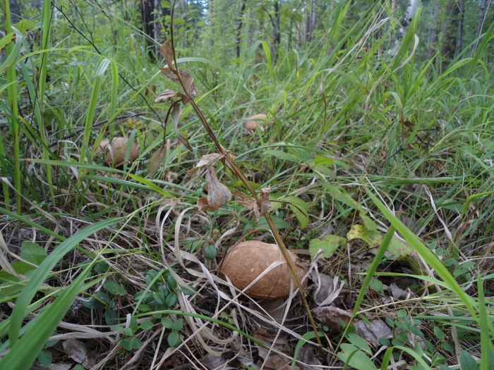 Первые грибы в этом году