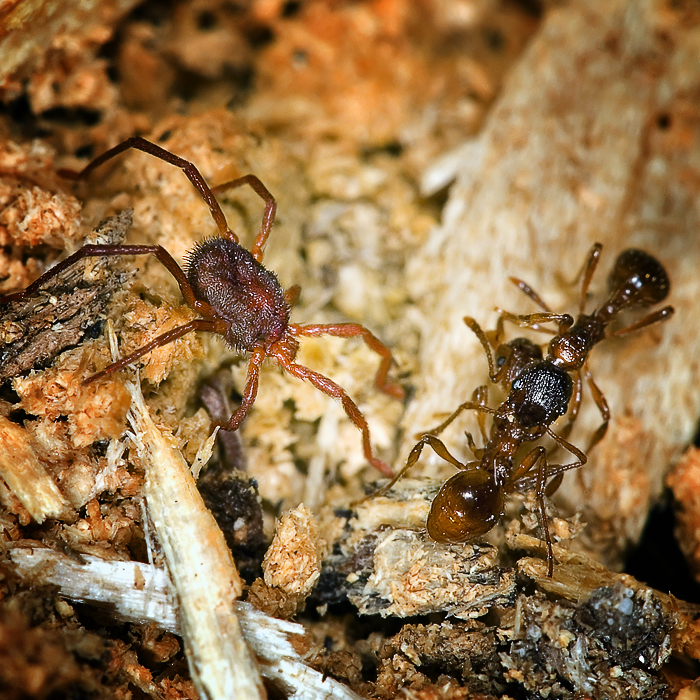 Из жизни муравьёв. Третий лишний.