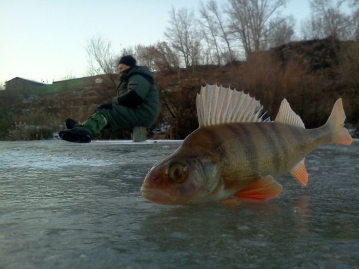 Окунь На зимней рыбалке.:)