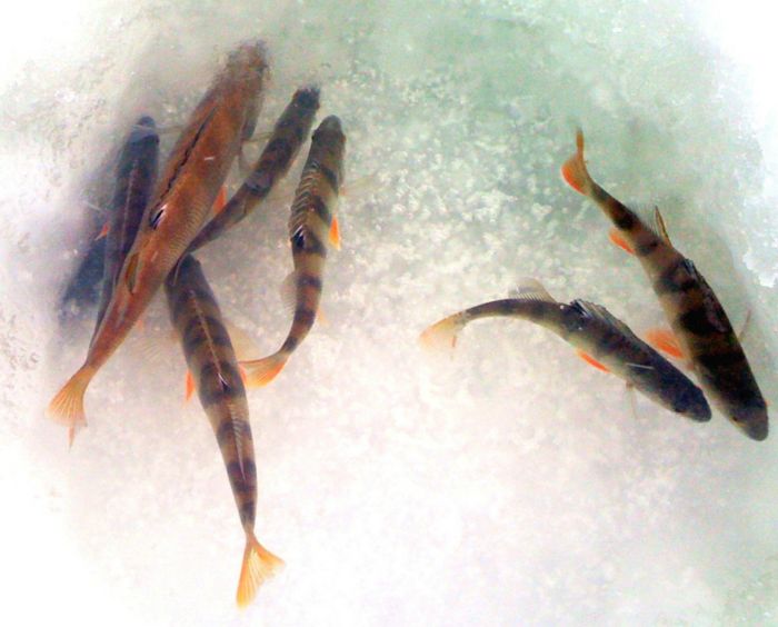 аквариум на льду... 18.11.2012