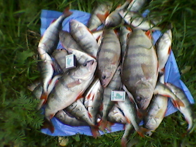 2 ч. рыбалки в районе 4 опоры в ОВХ.