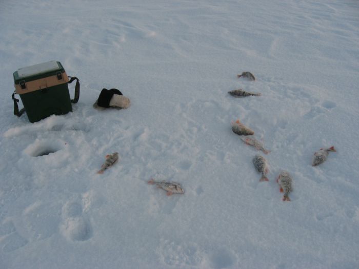 Приятно ловить зимнего окушка.