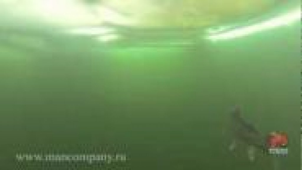 Подводная съемка ловли форели