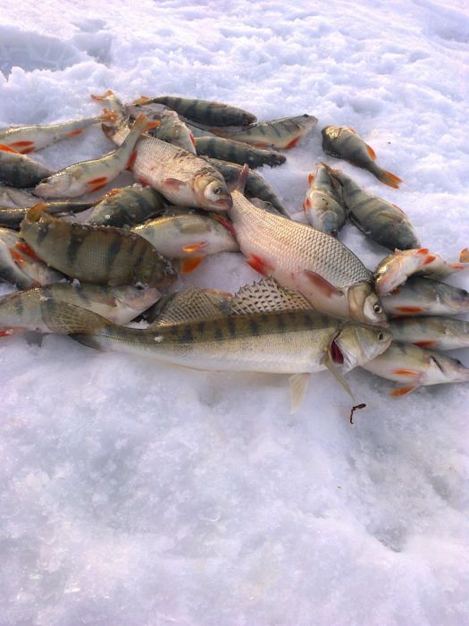 Ассортимент улова на мормышку с одной лунки в Береговом.