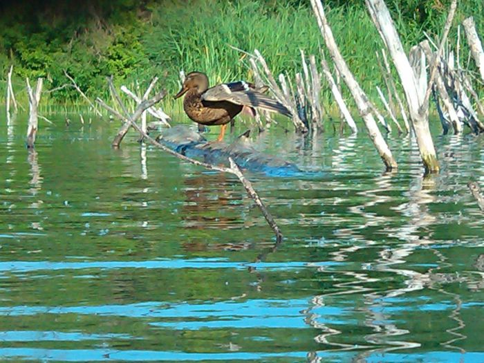 Обитатель водоема на Сов. Сибири