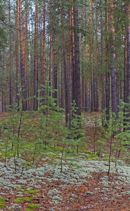 Караканский бор