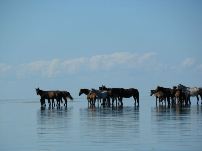 Кони в море