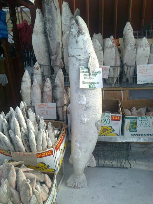 На рыбном рынке Якутска..