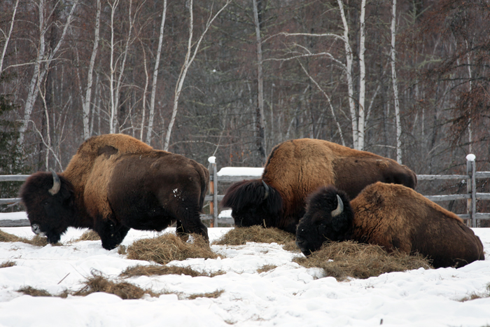 Бизоны в Якутии.