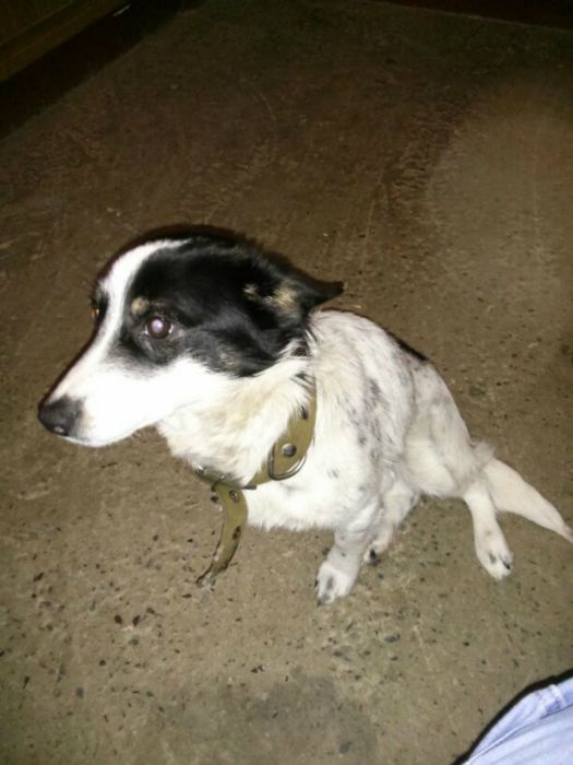 Найден пёс в районе ТаньВаня