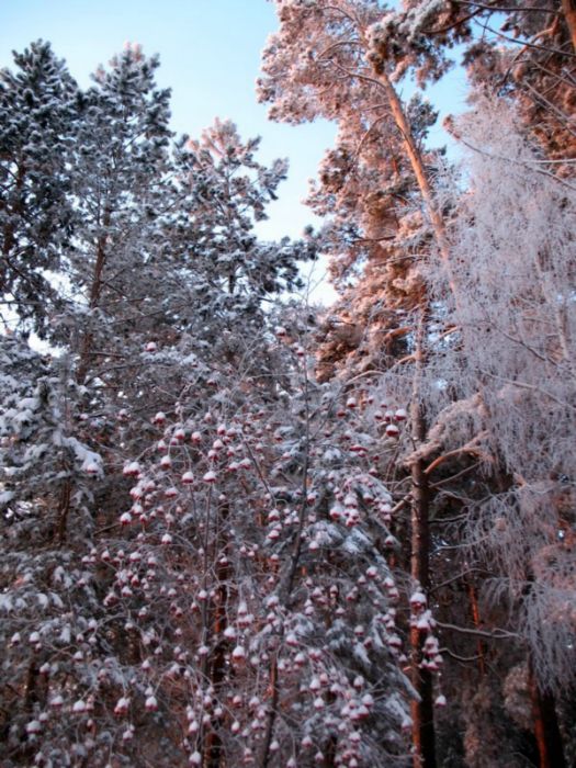 В вечерних лучах