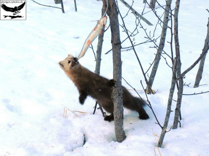 Кеша пришла в гости...