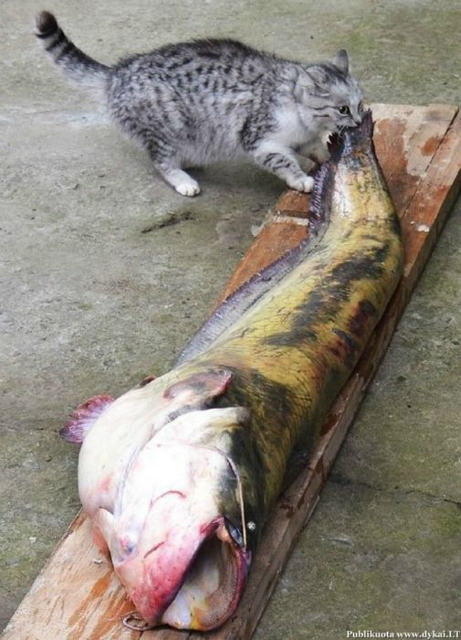 а говорят,что кошки едят рыбу с головы