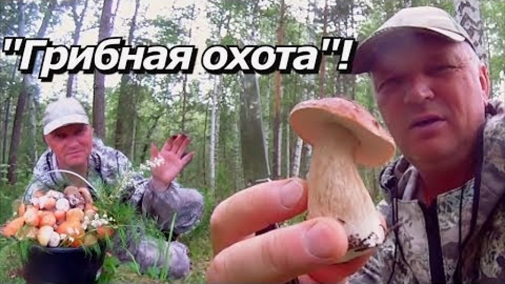 "Грибная охота"-"Первый слой"!