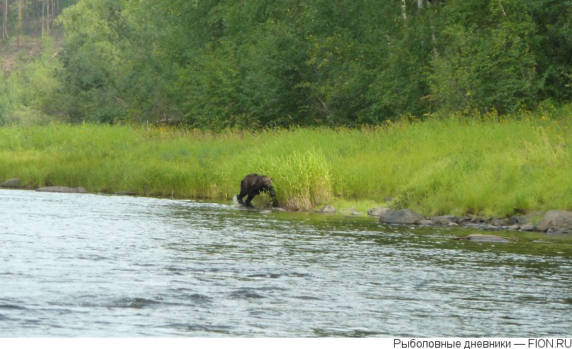 медведь на реке Полива