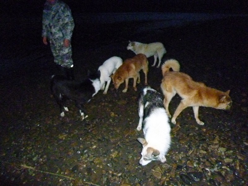 собаки защищают лагерь рыбаков от медведей