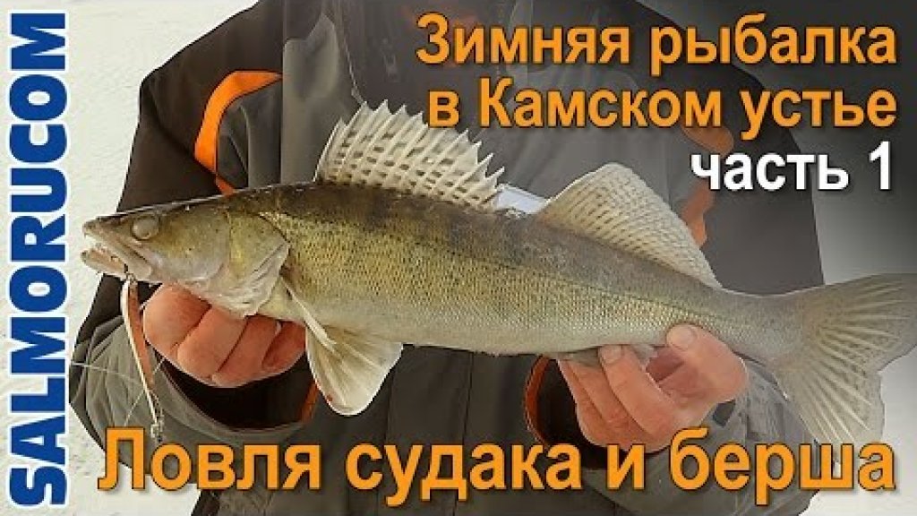 Fishing planet на что ловить судака