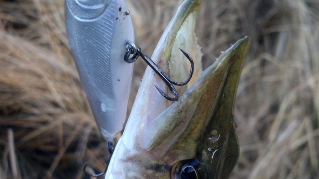 За щукой с Megabass Flap Slap. За щукой с Megabass Flap Slap.