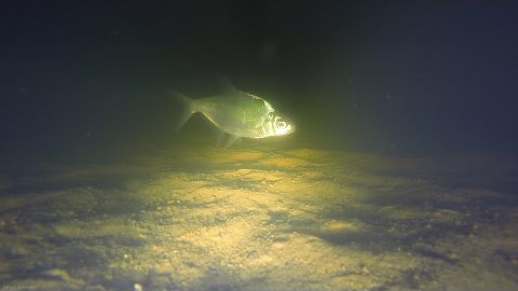 Зимняя рыбалка ночью, Подводное видео подо льдом