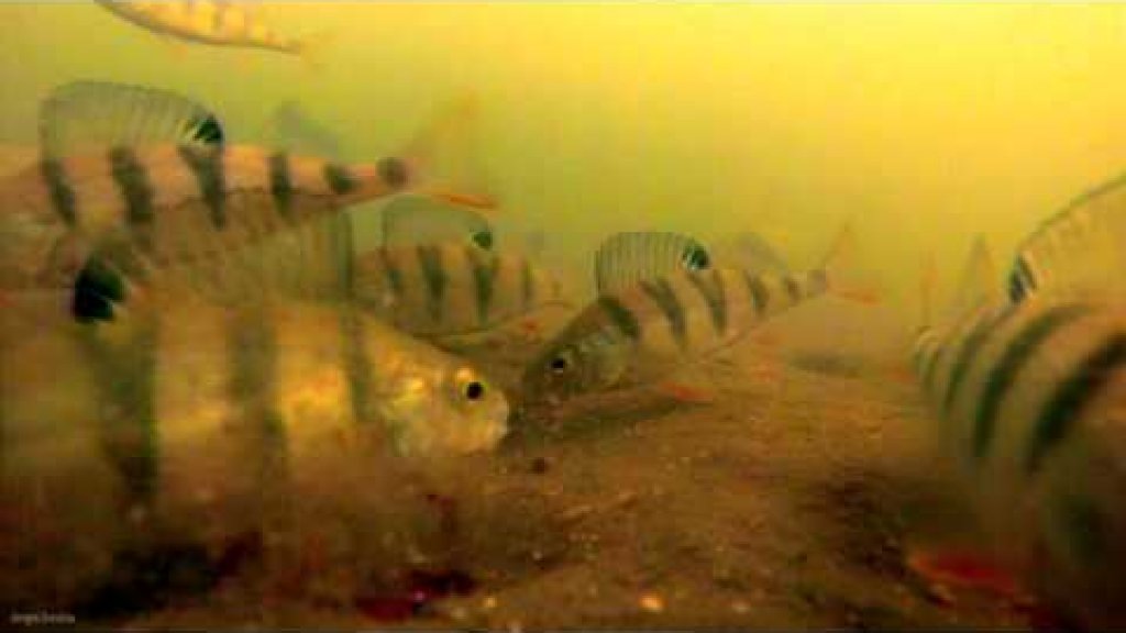 Камера на зимней рыбалке онлайн, Подводные съемки