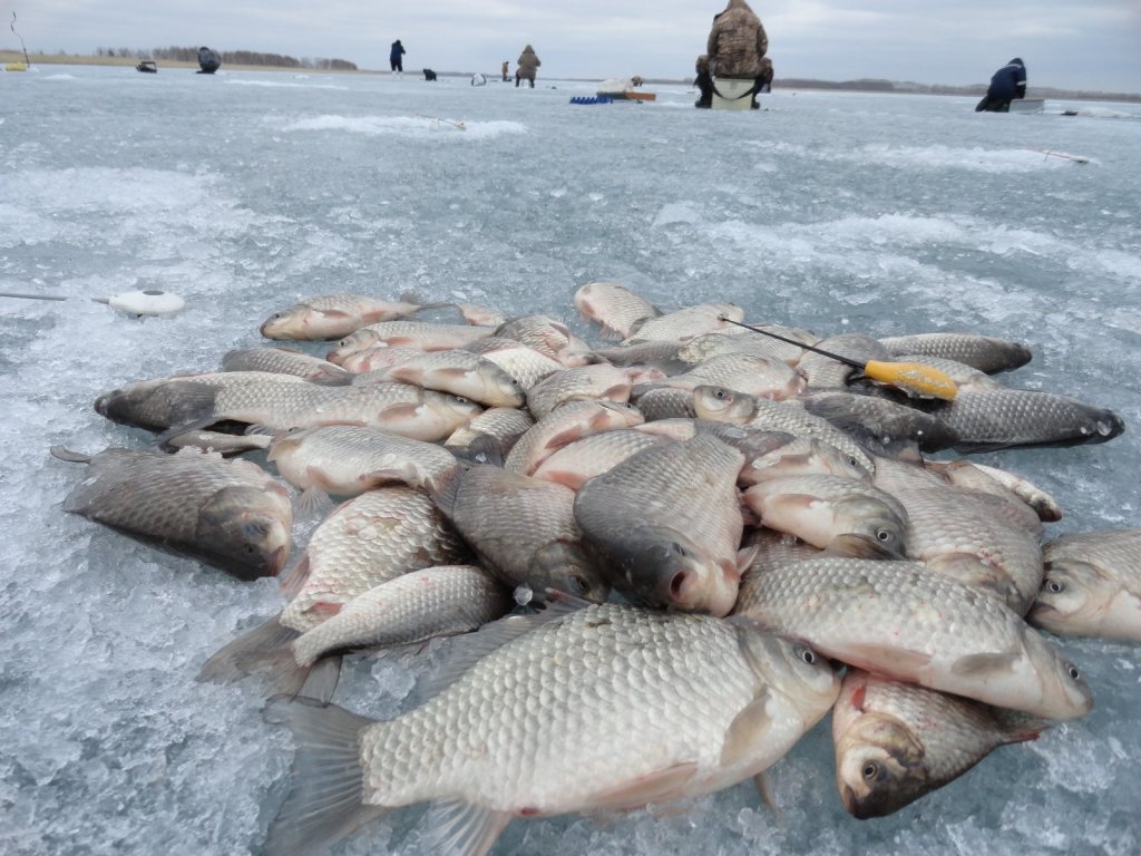 Ловля карасей на озерах. Рыбалка на карася зимой. Много рыбы на льду. Улов карася зимой. Улов рыбы.
