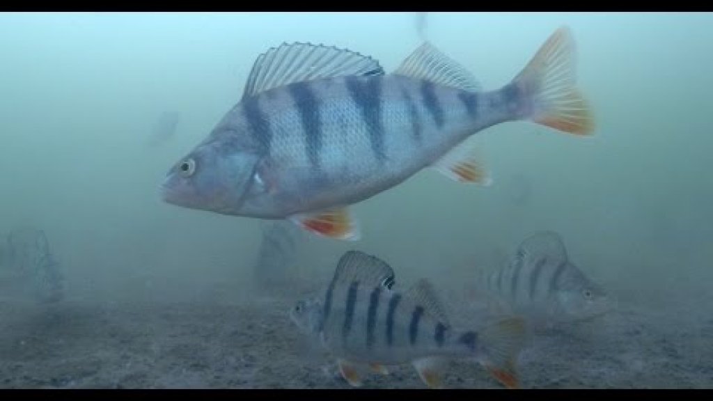 Активная рыбалка на окуня по последнему льду  Подводное видео