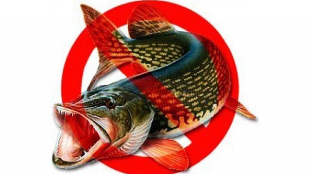 Весенний нерестовый запрет на рыбную ловлю