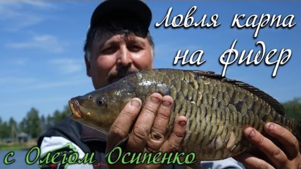 Ловля карпа на фидер с Олегом Осипенко видео : ОДР #2